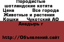 Породистые шотландские котята. › Цена ­ 5 000 - Все города Животные и растения » Кошки   . Чукотский АО,Анадырь г.